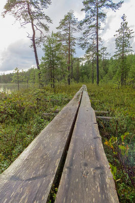 Wälder in Lappland: Fläche, Forstwirtschaft und Wildnis in Nordfinnland