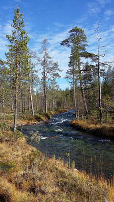 Wälder in Lappland: Fläche, Forstwirtschaft und Wildnis in Nordfinnland