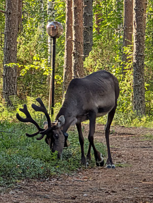 Rentier zwischen Bäumen im Wald