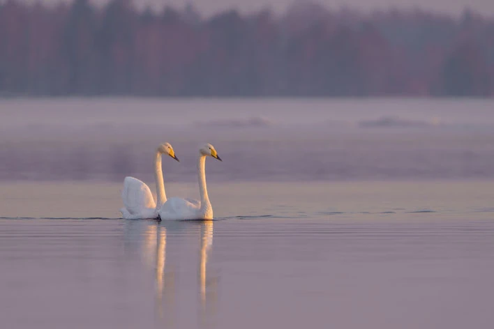 Zwei Schwäne auf ruhigem Wasser im Abendlicht