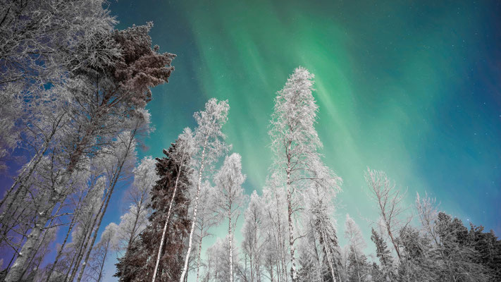 Grüne Nordlichter über schneebedeckten Baumkronen