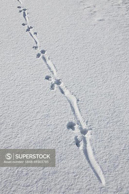 Schmale Tierspur mit einer durchgehenden Linie im Schnee