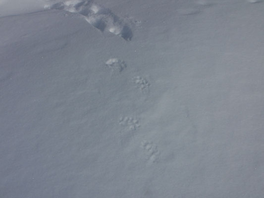 Kleine Abdrücke ziehen sich diagonal durch den Schnee