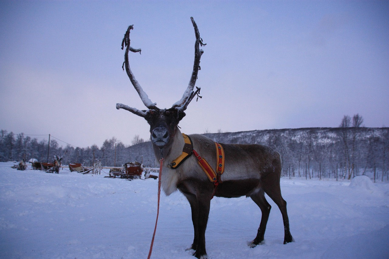 Lebenshaltungskosten in Lappland: Preise, Alltag und Vergleich mit der Schweiz und Deutschland