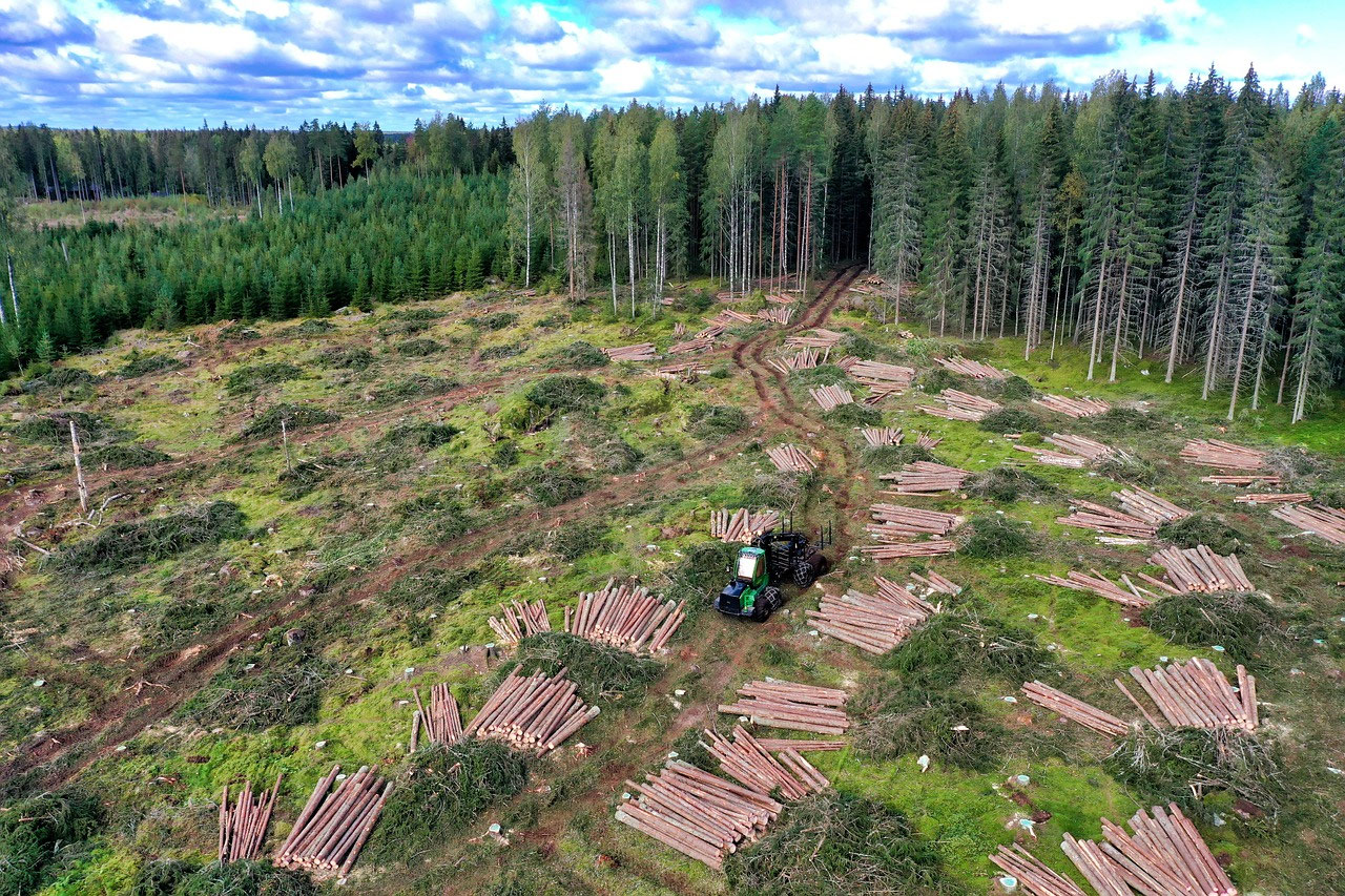 Wälder in Lappland: Fläche, Forstwirtschaft und Wildnis in Nordfinnland