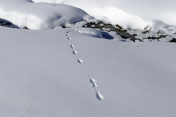 Einzelne Spur führt zu schneebedeckten Felsen