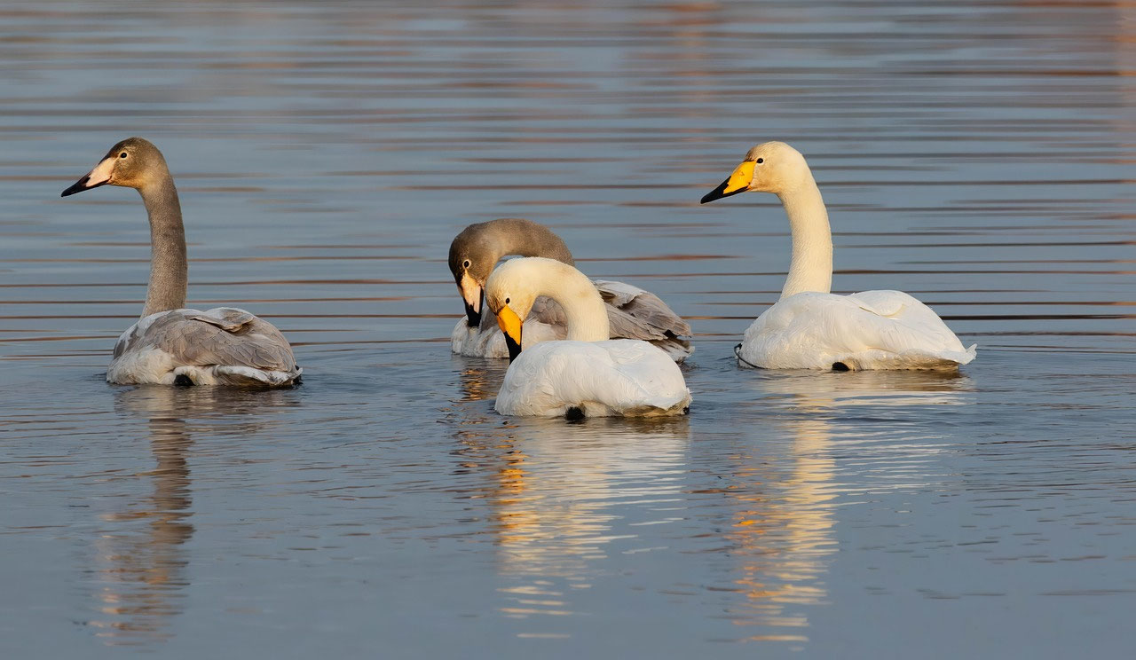 Wann kehren die ersten Zugvögel nach Lappland zurück?