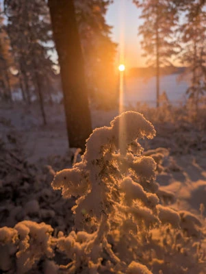 Tief stehende Sonne scheint durch den Winterwald