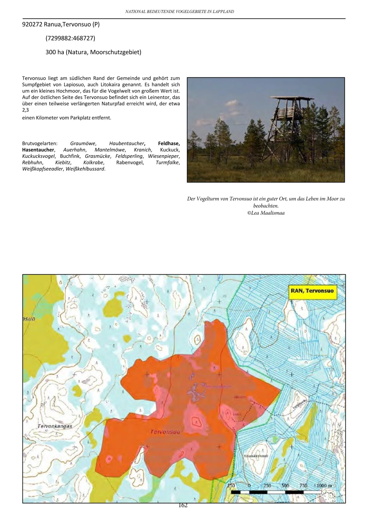 Vogelbeobachtung in Lappland – seltene Arten rund um Ranua, Rovaniemi, Oulu, Simojärvi & Syöte