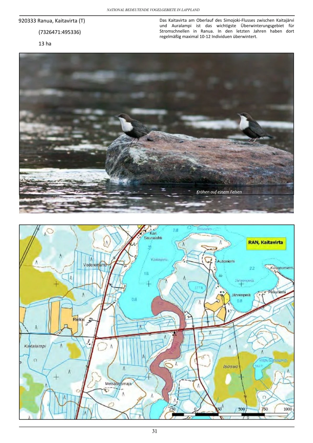 Vogelbeobachtung in Lappland – seltene Arten rund um Ranua, Rovaniemi, Oulu, Simojärvi & Syöte