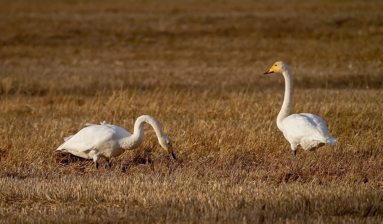 Vögel beobachten in Lappland