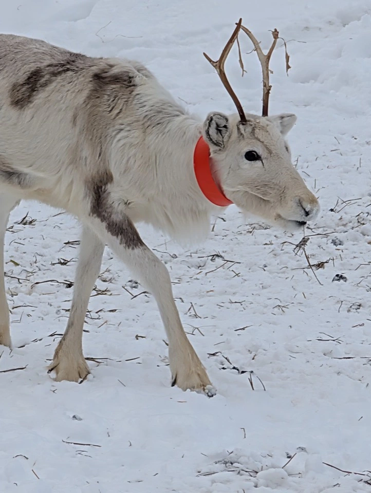 Helles Rentier mit rotem Halsband im Schnee