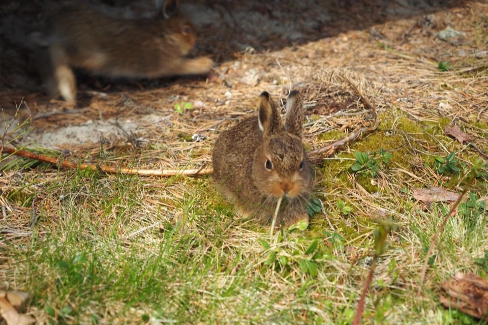 Hase zwischen Gras und Moos
