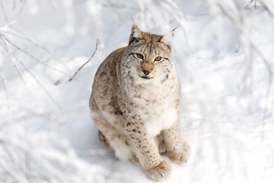 Luchs im Schnee