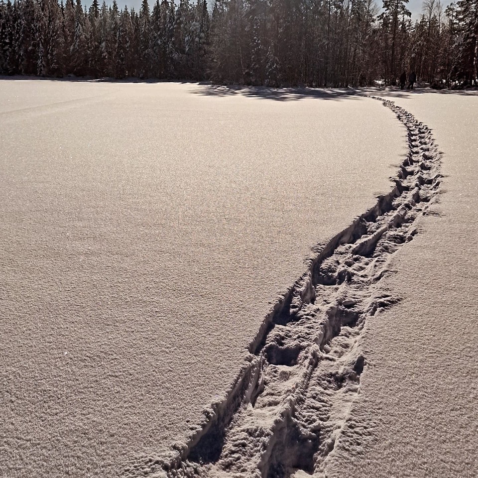 Schneeschuhspuren ziehen über eine unberührte Schneefläche