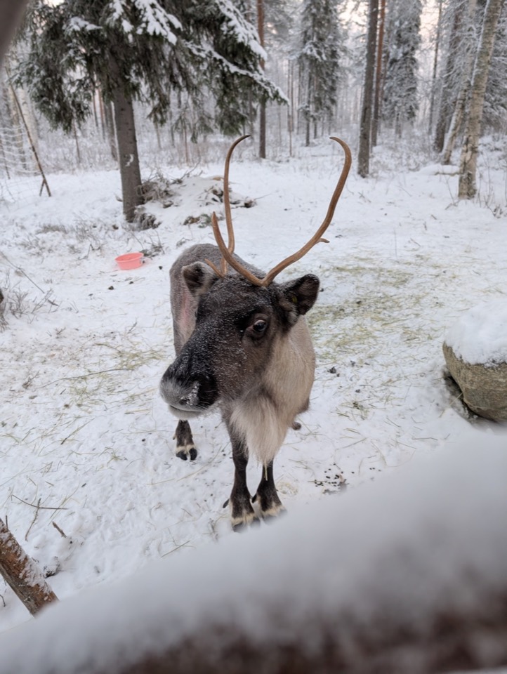 Rentier im Schnee zwischen Bäumen