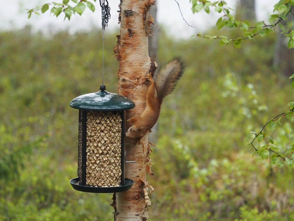 Eichhörnchen am Futterspender an einer Birke
